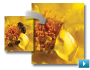 Иллюстрация: Adobe Photoshop Elements 9